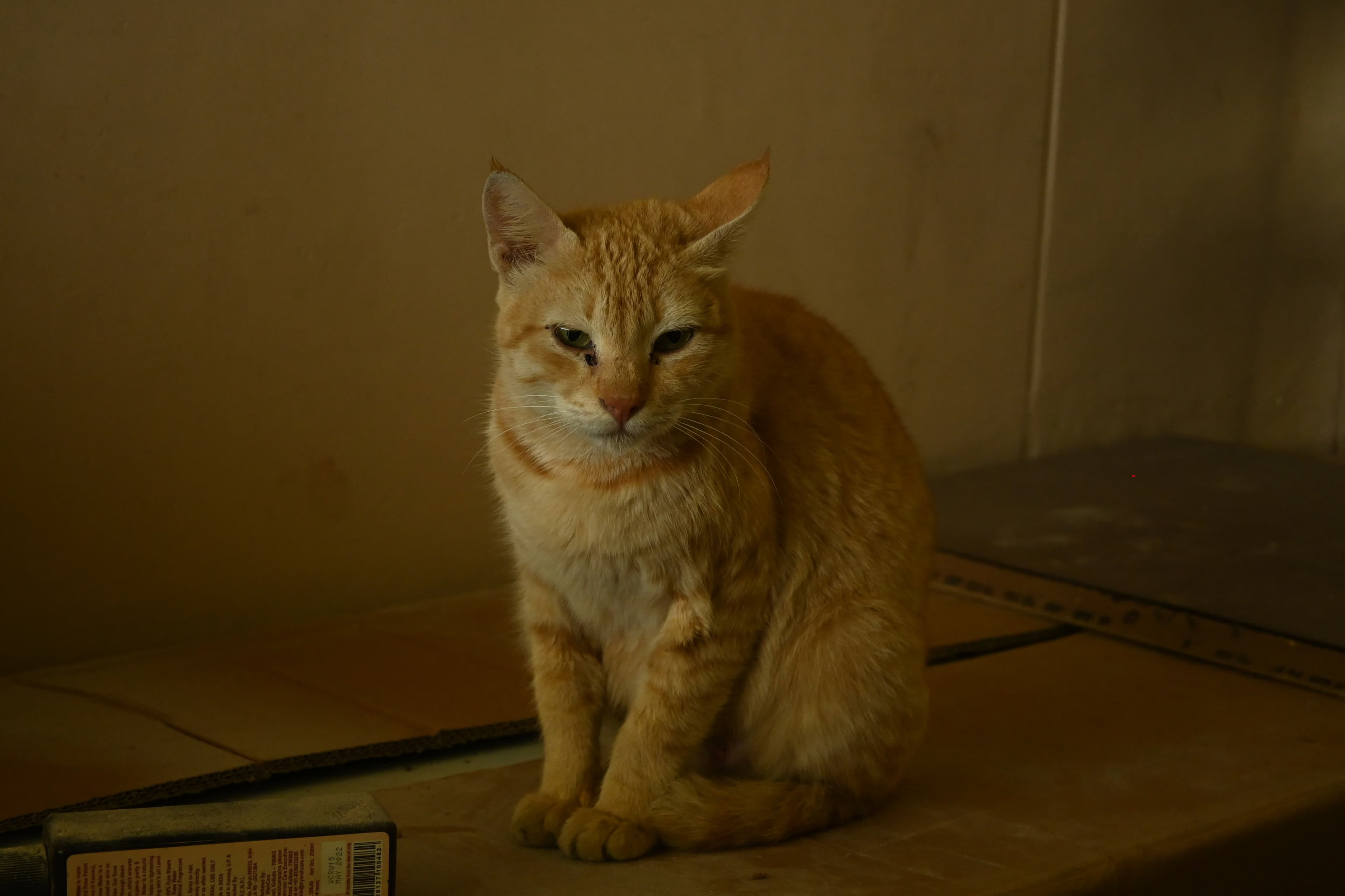 Wildlife photograph 2