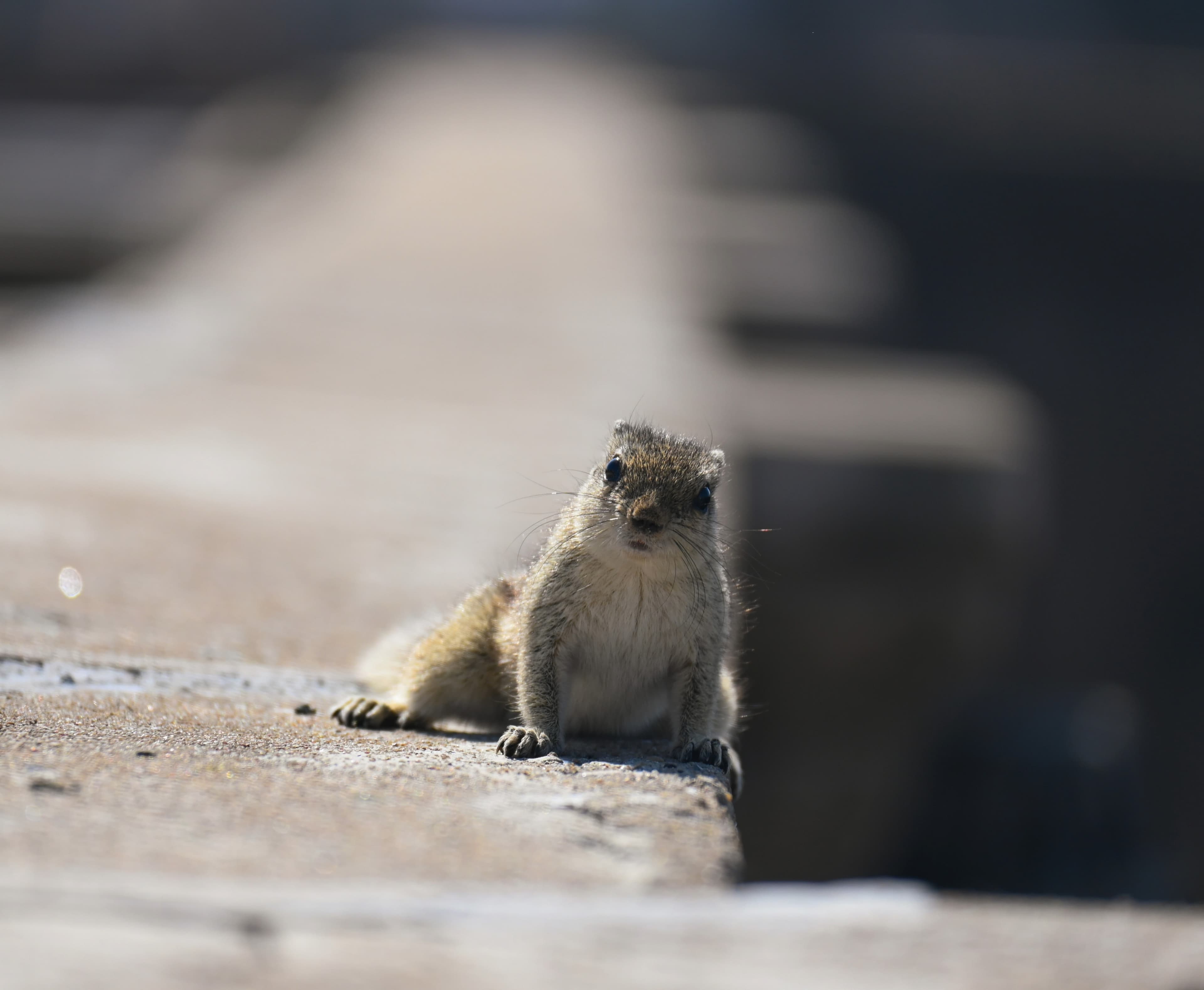 Wildlife photograph 5