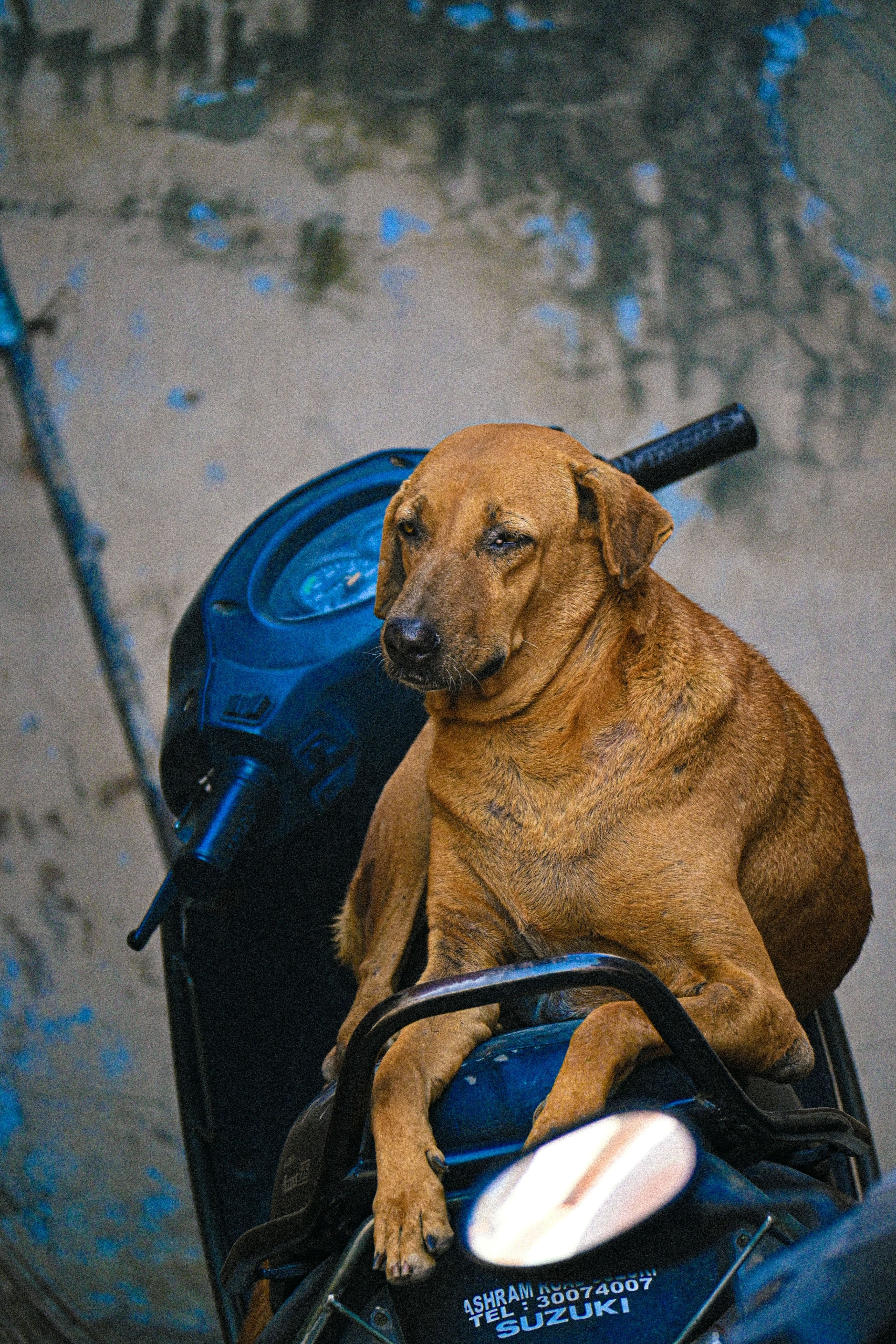 Wildlife photograph 3