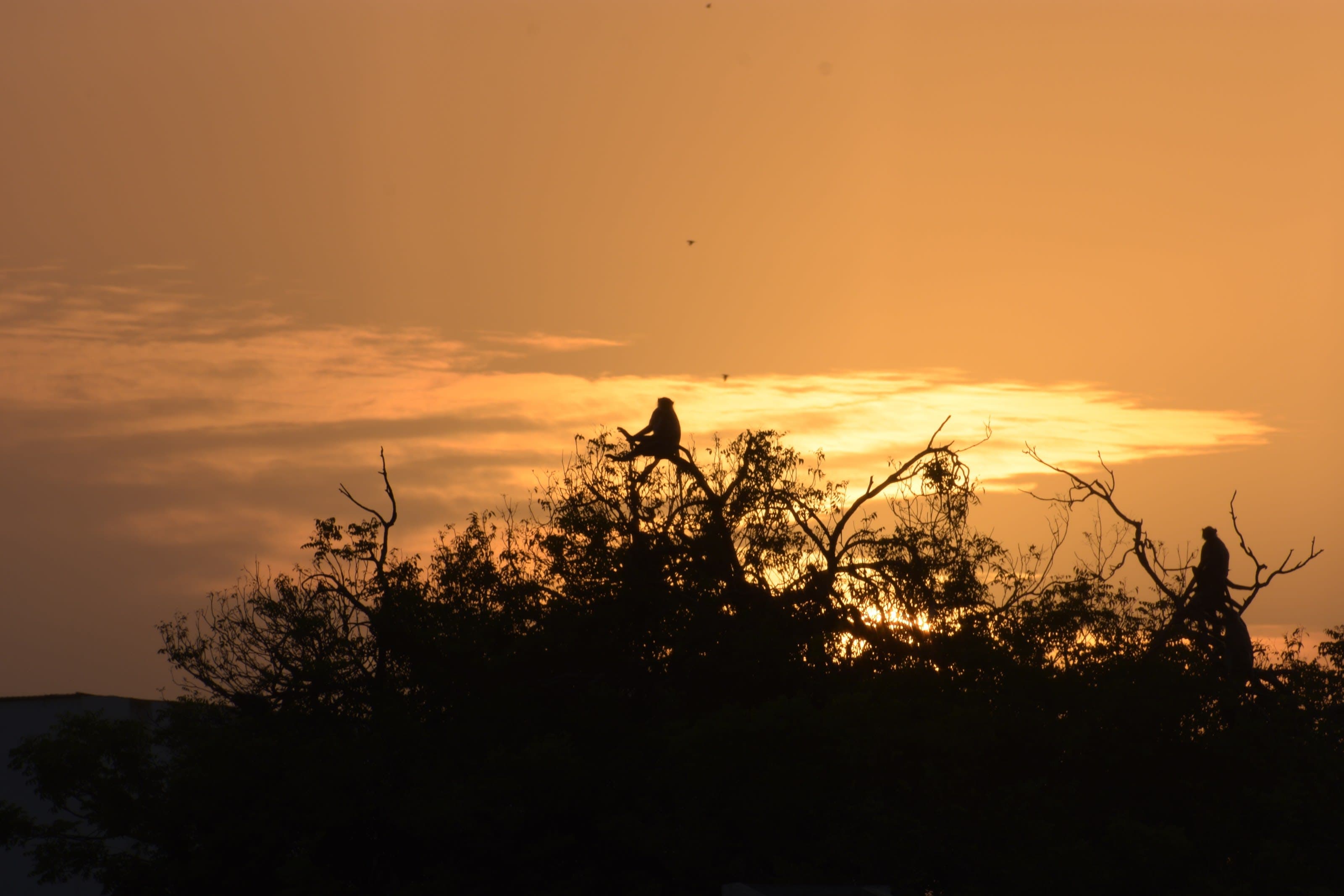 Wildlife photograph 1